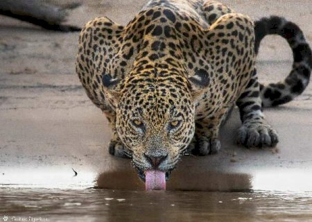 'Reality' de on&ccedil;a &eacute; o &uacute;nico jeito de ver o Pantanal para quem n&atilde;o tem grana