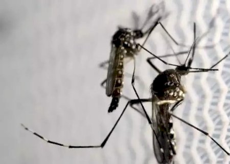 N&uacute;mero de mortes por dengue sobe para quatro em Mato Grosso do Sul