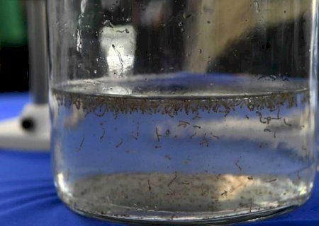 Casos de chikungunya disparam em 2025 com duas mortes sob investigação