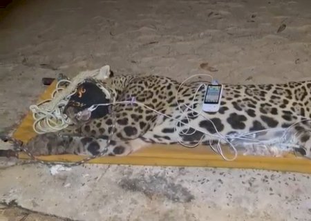 Capturada onça-pintada que matou caseiro no Pantanal; animal é levado a centro de reabilitação