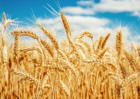 Safra de trigo deve cair 6,5% no Brasil