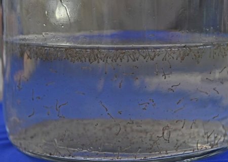 Boletim Epidemiológico: MS registra 8.319 casos confirmados de dengue